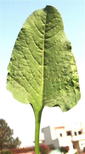  Leaf (Adaxial View)